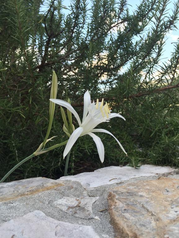 Ca' Di Bianca Hotel Moneglia Eksteriør billede